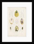 Parlatoria proteus, var. Crotonis by Robert Newstead