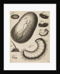 Microscopical observations of the development of the ant by Anonymous