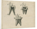 Microscopical observations of the structure of human teeth by Anonymous