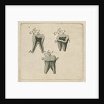 Microscopical observations of the structure of human teeth by Anonymous