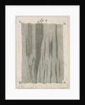 Microscopical observations of the structure of human teeth by Anonymous