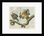 Constellations of Corvis, Crater and Hydra by Anonymous