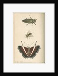 Specimens of a beetle, insect and butterfly by Moses Harris