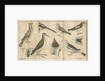 Birds and a beetle from Linnaeus's 'Swedish Fauna' by C Bergquist