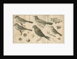 Birds, shells, a fish, an insect and a moth from Linnaeus's 'Swedish Fauna' by C Bergquist