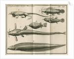Species of fish and a lizard from Linnaeus's 'Academic delights' by Anonymous