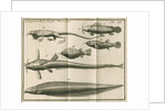Species of fish and a lizard from Linnaeus's 'Academic delights' by Anonymous