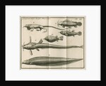 Species of fish and a lizard from Linnaeus's 'Academic delights' by Anonymous
