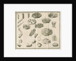 Microscopical observations of crystals from Linnaeus's 'Academic delights' by Anonymous