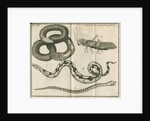 Snakes and a cricket from Linnaeus's 'Academic delights' by Anonymous
