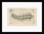 Marine plankton from Linnaeus's 'Academic delights' by Anonymous