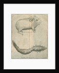 Guinea pig and 'Maltese mushroom' from Linnaeus's 'Academic delights' by Anonymous
