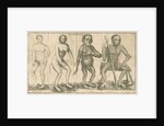 Four 'humanoid' figures from Linnaeus's 'Academic delights' by Anonymous
