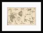 Comparative study of birds beaks and feet from Linnaeus's 'Academic delights' by Anonymous