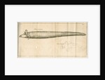 The greater siren from Linnaeus's 'Academic delights' by Anonymous
