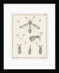 Insects from Linnaeus's 'Academic delights' by Johann Rudolf Schellenburg