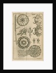Fish, jellyfish and crabs by C Bergquist