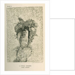 'A typical sun-spot (after Langley)' by Cassell & Co