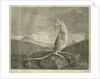 Sighting of a kangaroo by James Cook by Anonymous