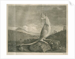 Sighting of a kangaroo by James Cook by Anonymous