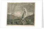 Sighting of a kangaroo by James Cook by Anonymous