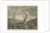 Sighting of a kangaroo by James Cook by Anonymous