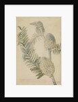 'Astragalus caulescens...' by Georg Dionysius Ehret