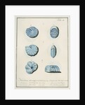'Nautilus striatopunctalis...' [three specimens of foraminifera] by Henry Bowman Brady