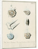'Nautilus calcar...' [four specimens of foraminifera by Henry Bowman Brady