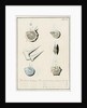'Nautilus calcar...' [four specimens of foraminifera by Henry Bowman Brady