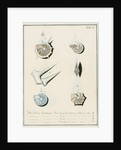 'Nautilus calcar...' [four specimens of foraminifera by Henry Bowman Brady