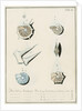 'Nautilus calcar...' [four specimens of foraminifera by Henry Bowman Brady