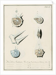 'Nautilus calcar...' [four specimens of foraminifera by Henry Bowman Brady