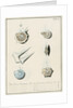 'Nautilus calcar...' [four specimens of foraminifera by Henry Bowman Brady