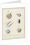 'Nautilus calcar...' [four specimens of foraminifera by Henry Bowman Brady