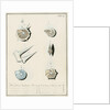 'Nautilus calcar...' [four specimens of foraminifera by Henry Bowman Brady