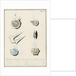 'Nautilus calcar...' [four specimens of foraminifera by Henry Bowman Brady