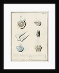 'Nautilus calcar...' [four specimens of foraminifera by Henry Bowman Brady