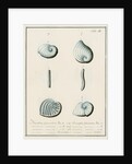 'Nautilus planatus...' [four specimens of foraminifera] by Henry Bowman Brady