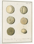 'Nautilus melo...' [two specimens of foraminifera] by Henry Bowman Brady