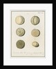 'Nautilus melo...' [two specimens of foraminifera] by Henry Bowman Brady