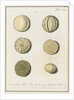 'Nautilus melo...' [two specimens of foraminifera] by Henry Bowman Brady