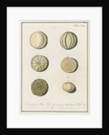 'Nautilus melo...' [two specimens of foraminifera] by Henry Bowman Brady