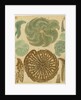 'Nonionina bavarica…' [four specimens of foraminifera] by Henry Bowman Brady