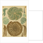 'Nonionina bavarica…' [four specimens of foraminifera] by Henry Bowman Brady