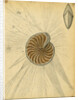'Polystomella strigilata' [specimens of foraminifera] by Henry Bowman Brady