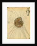 'Polystomella strigilata' [specimens of foraminifera] by Henry Bowman Brady