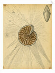 'Polystomella strigilata' [specimens of foraminifera] by Henry Bowman Brady