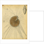 'Polystomella strigilata' [specimens of foraminifera] by Henry Bowman Brady