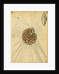'Polystomella strigilata' [specimens of foraminifera] by Henry Bowman Brady